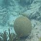 Ti poisson sur une boule de corail