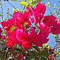 Jolies fleurs de Bougainvillier.