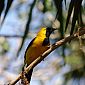 Le geai bigarré, magnifique oiseau ! 