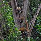 L'animal sauvage le plus courant ici est le coati. On en apperçoit partout, mais difficile à prendre en photo, on a eu de la chance !