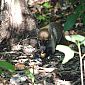 Voici un coati à nez blanc (Nasua narica), très mignon !