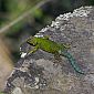 Beau lézard mâle (Sceloporus malachiticus).