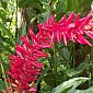 Alpinia purpurata (gingembre rouge) de Semuc Champey