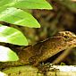 Petit lézard tout mignon !