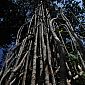 Magnifique arbre plein de lianes