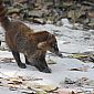 Coati très mignon et pas farouche car se laisse approcher facilement !