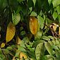 La carambole, un fruit original que nous apprécions bien !