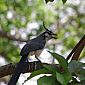 Voici le Geai à face blanche (Calocitta formosa). Ce bel oiseau est très commun sur l'île d'Ometepe.