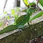 Magnifique lézard Basilic à Sabalos (Basiliscus Plumifrons)