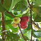 Petit fruit sucré qui se nomme pomme d'eau ici (manzana de agua) !