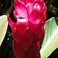 Alpinia du Nicaragua 