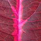 Nervures d'une feuille de croton rouge