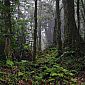 Forêt sur le volcan Cerro Chato