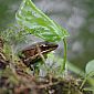 Petite grenouille avec son ombrelle !