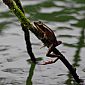 Petite grenouille qui fait aussi de l'escalade !