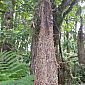 Nid du Montezuma Oropendola