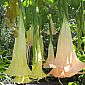 Des brugmansias