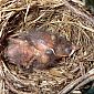 Nous sommes tombés sur un nid d'oiseaux dans un pot de fleur