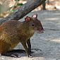 Un agouti