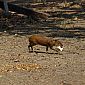 Un agouti a visiblement piqué une galette de maïs !