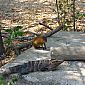 Un agouti en compagnie d'un iguane, ils cohabitent bien ensemble visiblement !