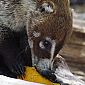 Coati en train de manger !