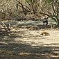 Un singe capucin et un agouti