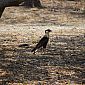 Un rapace nommé Caracara Cheriway