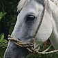 Cheval d' Albin, une petite pensée pour Valentine !