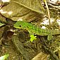 Petit lézard tout vert