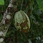 Voici le fruit de cacao