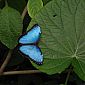 Papillon morpho les ailes ouvertes. Photo très difficile à prendre, car posés, ils ferment quasiment toujours leurs ailes !