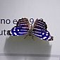 Petit papillon bleu (Myscelia Cyaniris)
