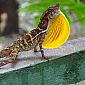 Joli lézard Anolis Polylepis qui déploie son fanon gulaire jaune pour paraître plus impressionnant.