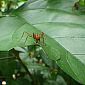 Fourmis Atta dites champignonnistes ou coupeuses de feuilles.