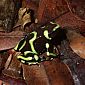 Grenouille dendrobate dorée (dendrobates auratus). Elle est aussi appelée grenouille à flèche empoisonnée, car les Américains d’Amazonie recouvraient la pointe de leur flèche avec le venin pour chasser à la sarbacane ou à l’arc.