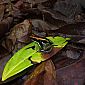 Grenouille phyllobates lugubris. Cette espèce se rencontre à l'extrême sud du Nicaragua, au Costa Rica et à l'ouest du Panama. Elle est également venimeuse !