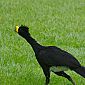 Un Grand Hocco (Crax rubra) en train de courir devant Jocelyn !