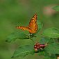 Papillon orange malheureusement un peu abîmé...