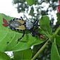 Bel insecte qui reste inconnu pour le moment. Visiblement il attire les autres insectes avec une partie de son corps qui ressemble à des pétales de fleur. On le voit ici manger une grosse fourmi