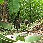 Des singes araignées en train de manger des bananes devant nous sur le sentier !