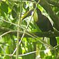 Beau toucan que nous avons vu dans un arbre face à nous.