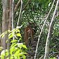 Voici la seule photo du puma que nous avons réussi à prendre. Il s'en va tranquillement avec un iguane dans la gueule...