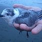 Voici le petit oiseau que nous avons rencontré sur la plage, encore vivant, mais tout faible. Nous l'avons posé en hauteur à l'abri des prédateurs et de la marée haute.