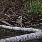 Jeune Caracara, très commun dans le coin !