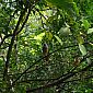 Un aigle des mangroves