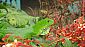 Magnifique lézard vert