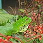 Magnifique lézard vert