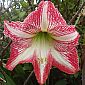 Un beau canna rose et blanc