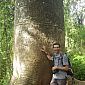 Bel arbre !